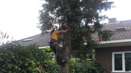 coniferen bomen rooien Breda